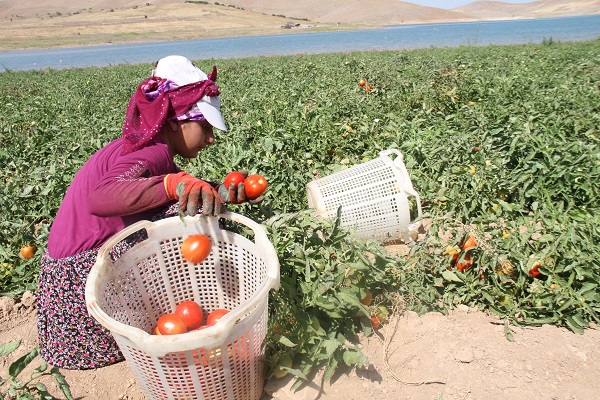 Foto - Tarla sahibi bile sonunda isyan etti: Gelin buraya 4 liradan alın