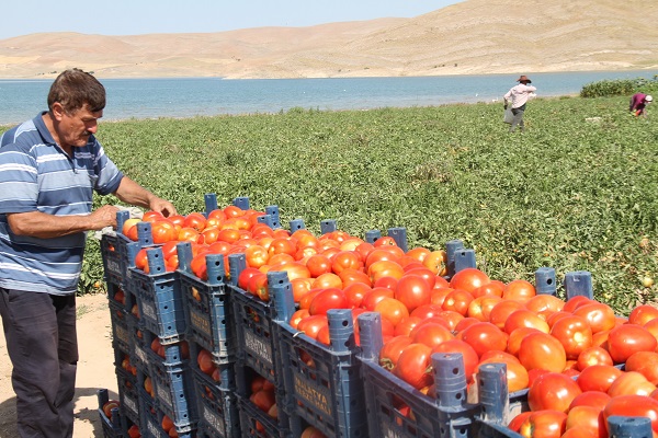 Tarla sahibi bile sonunda isyan etti: Gelin buraya 4 liradan alın