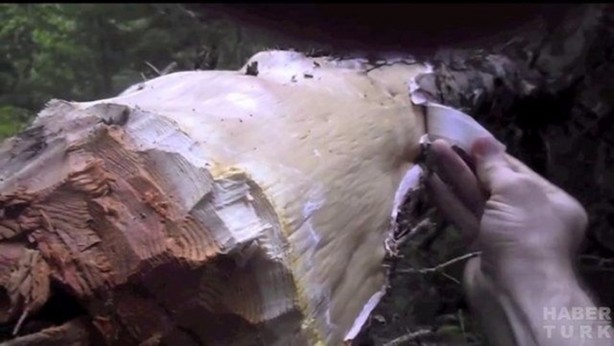 Foto - Tarla sürerken öyle bir şey buldular ki!