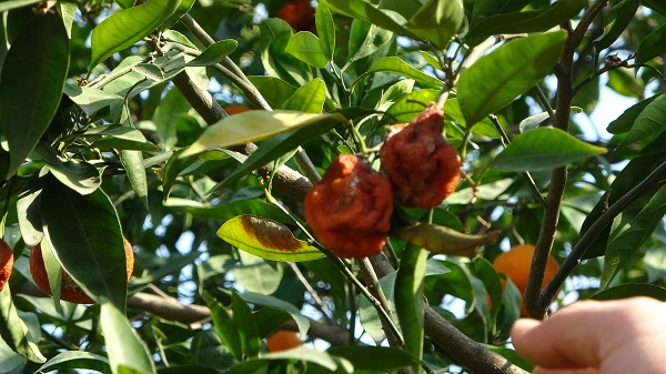 Foto - Tarlada 1 TL'ye alıcı bulamıyor! 