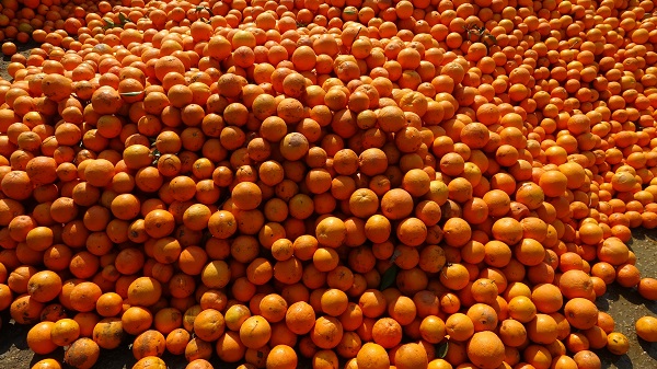 Tarlada 1 TL'ye alıcı bulamıyor! 