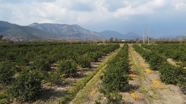 Foto - Tarlada 1 TL'ye alıcı bulamıyor! 