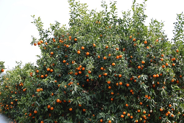 Foto - Tarlada 1 TL'ye alıcı bulamıyor! 