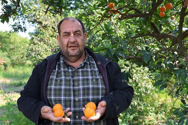 Foto - Tarlada 1 TL'ye alıcı bulamıyor! 