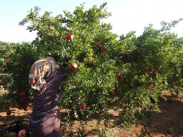 Foto - Tarlada 10, markette ise 30 TL