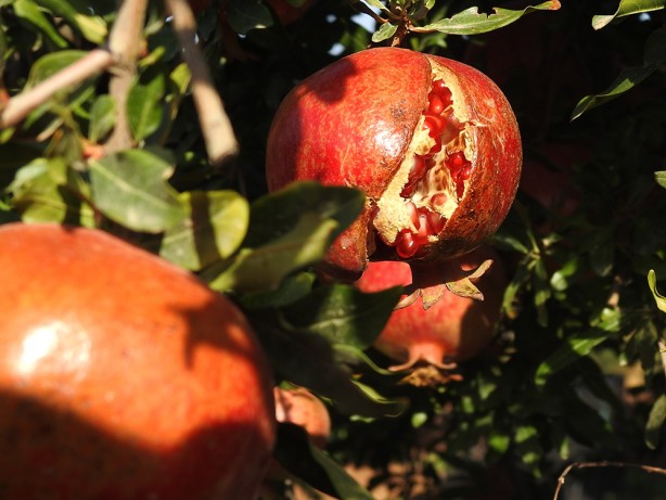 Foto - Tarlada 10, markette ise 30 TL