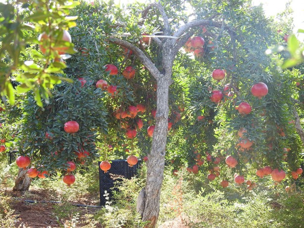 Foto - Tarlada 10, markette ise 30 TL