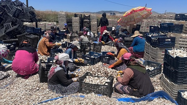 Foto - Tarlada 15, markette 40 lira