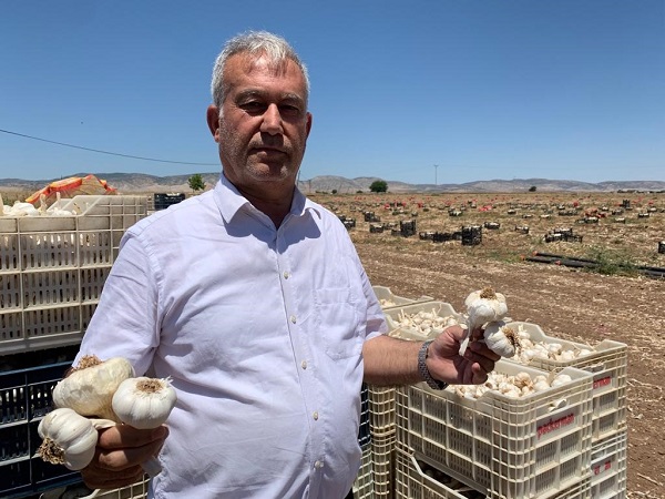 Foto - Tarlada 15, markette 40 lira