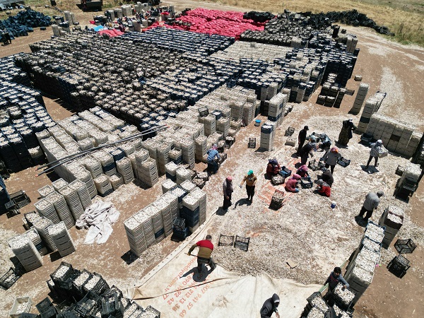 Foto - Tarlada 15, markette 40 lira