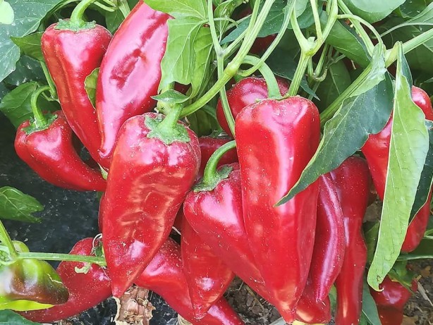 Tarlada 15, markette 80 lira!