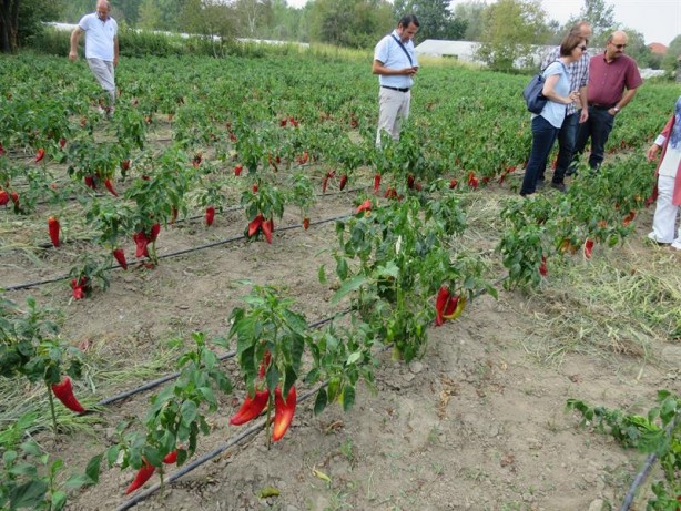 Foto - Tarlada 15, markette 80 lira!