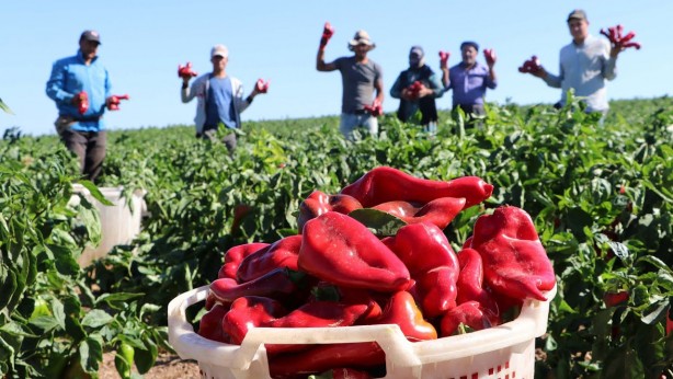 Foto - Tarlada 15, markette 80 lira!