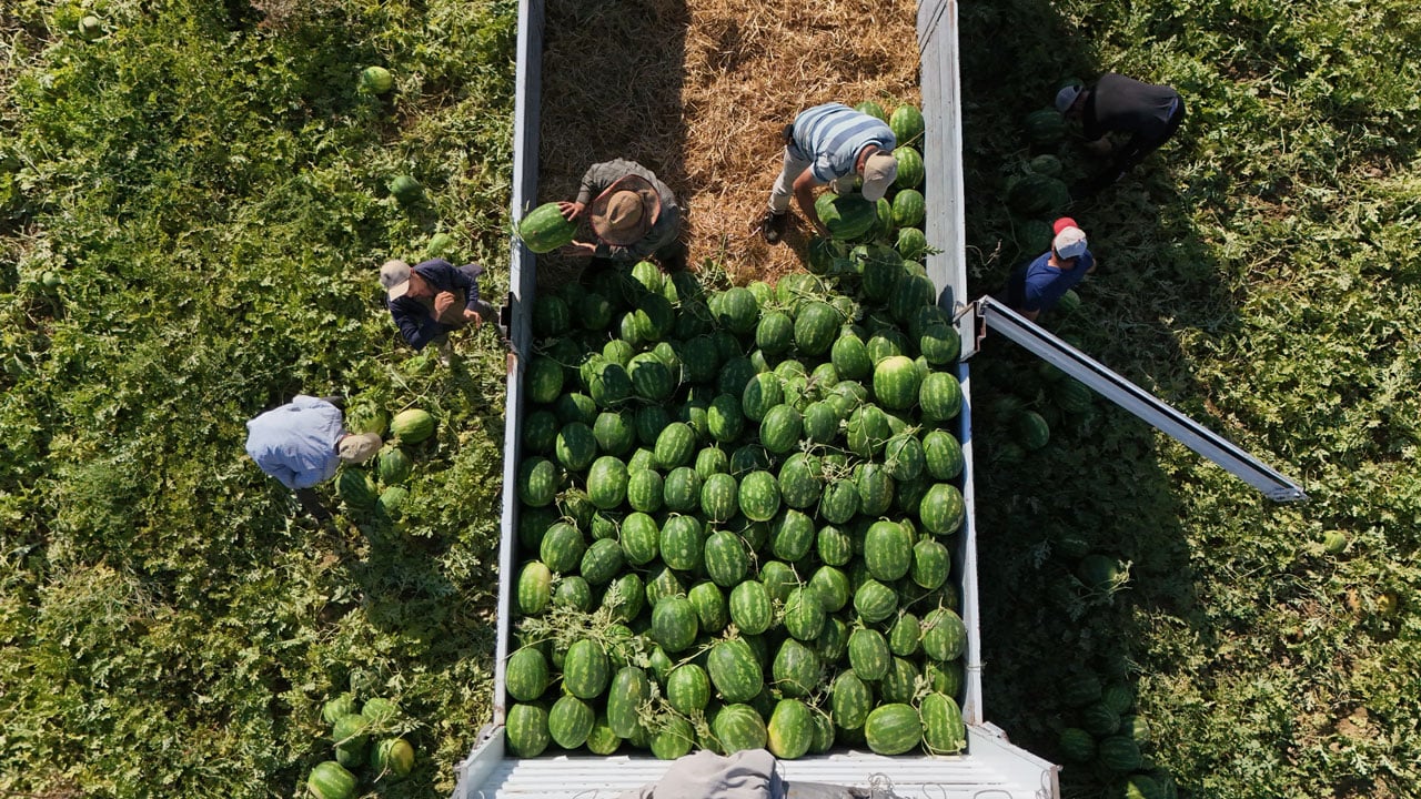 Tarlada 15 TL, markette 30 TL! Bu karpuz için saatlerce sıra bekliyorlar