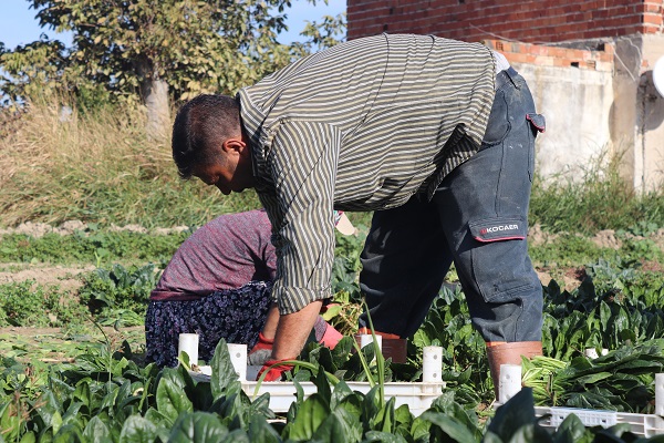 Foto - Tarlada 4, pazarda 20 TL