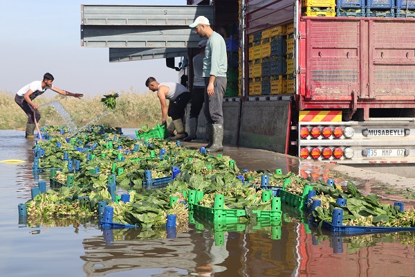 Foto - Tarlada 4, pazarda 20 TL