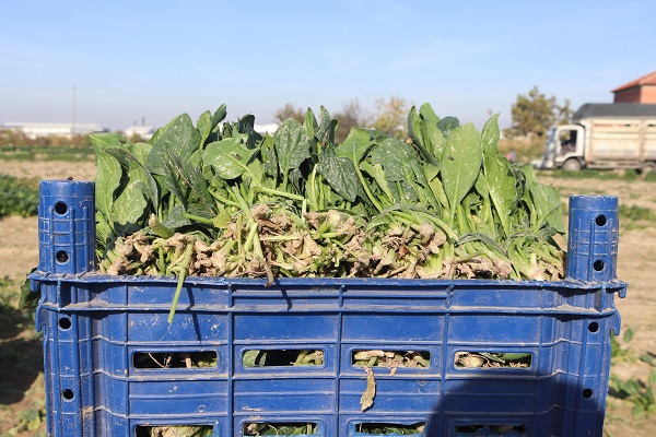 Foto - Tarlada 4, pazarda 20 TL