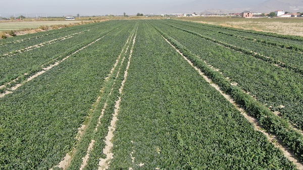 Foto - Tarlada 4, pazarda 20 TL