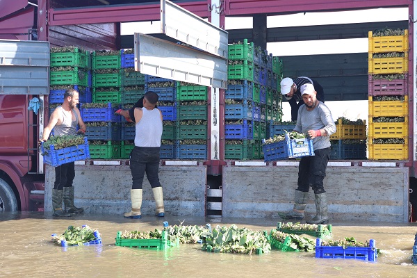 Foto - Tarlada 4, pazarda 20 TL