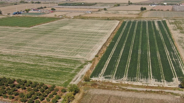 Foto - Tarlada 4, pazarda 20 TL