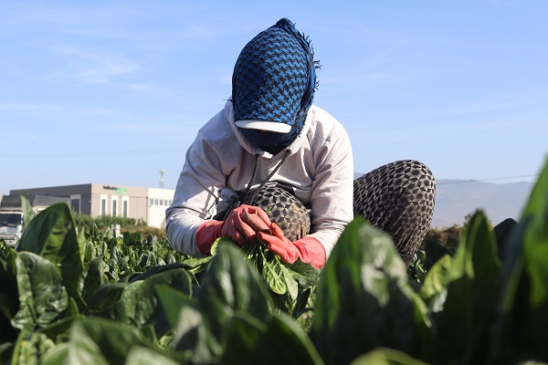 Foto - Tarlada 4, pazarda 20 TL