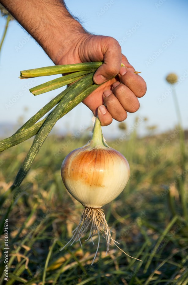 Foto - Tarlada 5, pazar ve markette 20 TL!