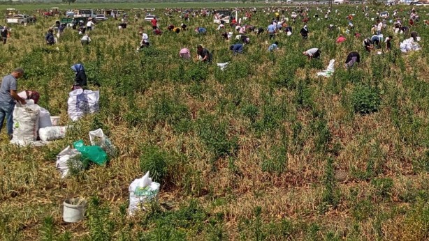 Foto - Tarlada 5, pazar ve markette 20 TL!