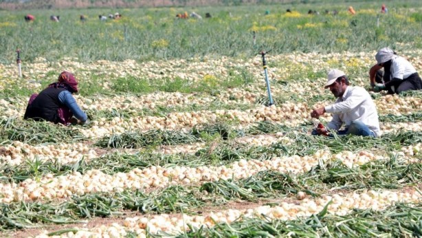 Tarlada 5, pazar ve markette 20 TL!