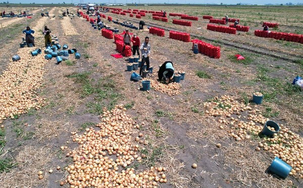 Foto - Tarlada 5, pazar ve markette 20 TL!