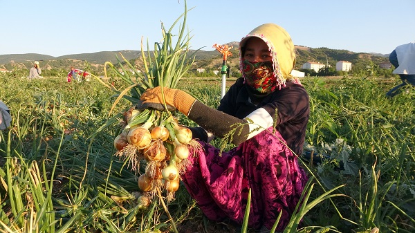 Foto - Tarlada 5, tezgahta 15 lira