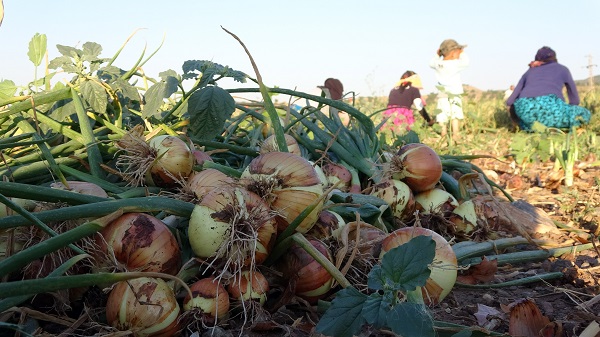 Foto - Tarlada 5, tezgahta 15 lira