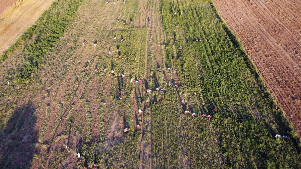 Foto - Tarlada 5, tezgahta 15 lira