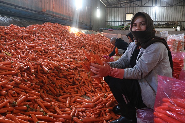 Foto - Tarlada 5 tezgahta 15 TL 