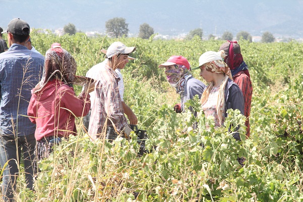 Foto - Tarlada 8 TL tezgahta 25 TL