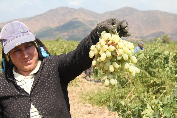 Foto - Tarlada 8 TL tezgahta 25 TL