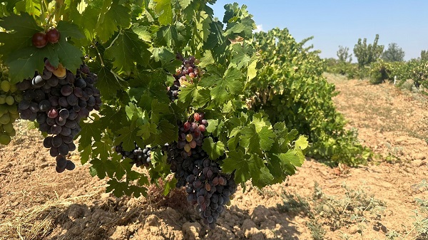 Foto - Tarlada 8 TL tezgahta 25 TL