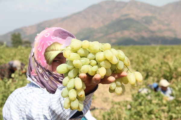 Tarlada 8 TL tezgahta 25 TL