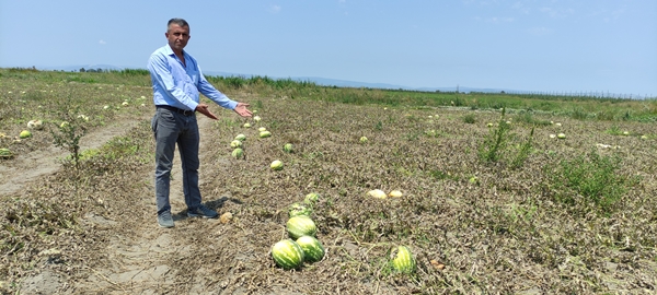 Foto - Tarlada 80 kuruşa kadar düştü... Tezgahta bakın kaç lira