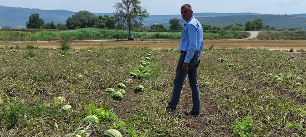 Foto - Tarlada 80 kuruşa kadar düştü... Tezgahta bakın kaç lira