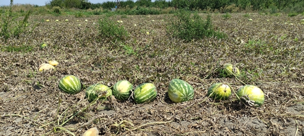 Foto - Tarlada 80 kuruşa kadar düştü... Tezgahta bakın kaç lira
