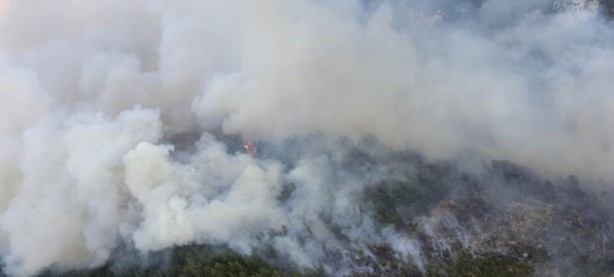 Foto - Tarlada başlayan yangın ormanlık alana sıçradı!