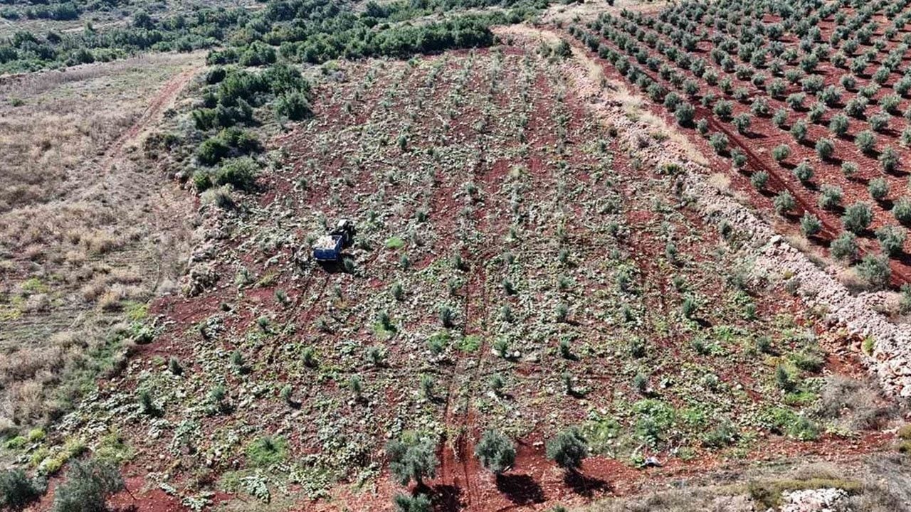 Foto - Tarlada bekledikçe daha da tatlanıyor: Beyaz kabakta hasat başladı! Tanesi 30 kiloya kadar çıkıyor