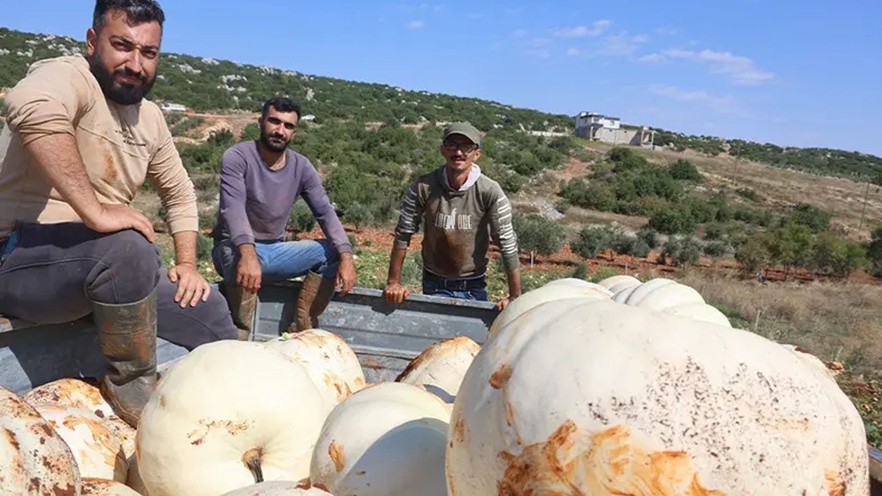 Foto - Tarlada bekledikçe daha da tatlanıyor: Beyaz kabakta hasat başladı! Tanesi 30 kiloya kadar çıkıyor
