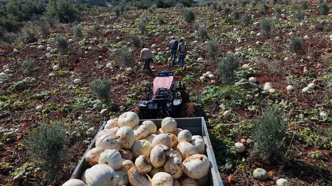 Foto - Tarlada bekledikçe daha da tatlanıyor: Beyaz kabakta hasat başladı! Tanesi 30 kiloya kadar çıkıyor