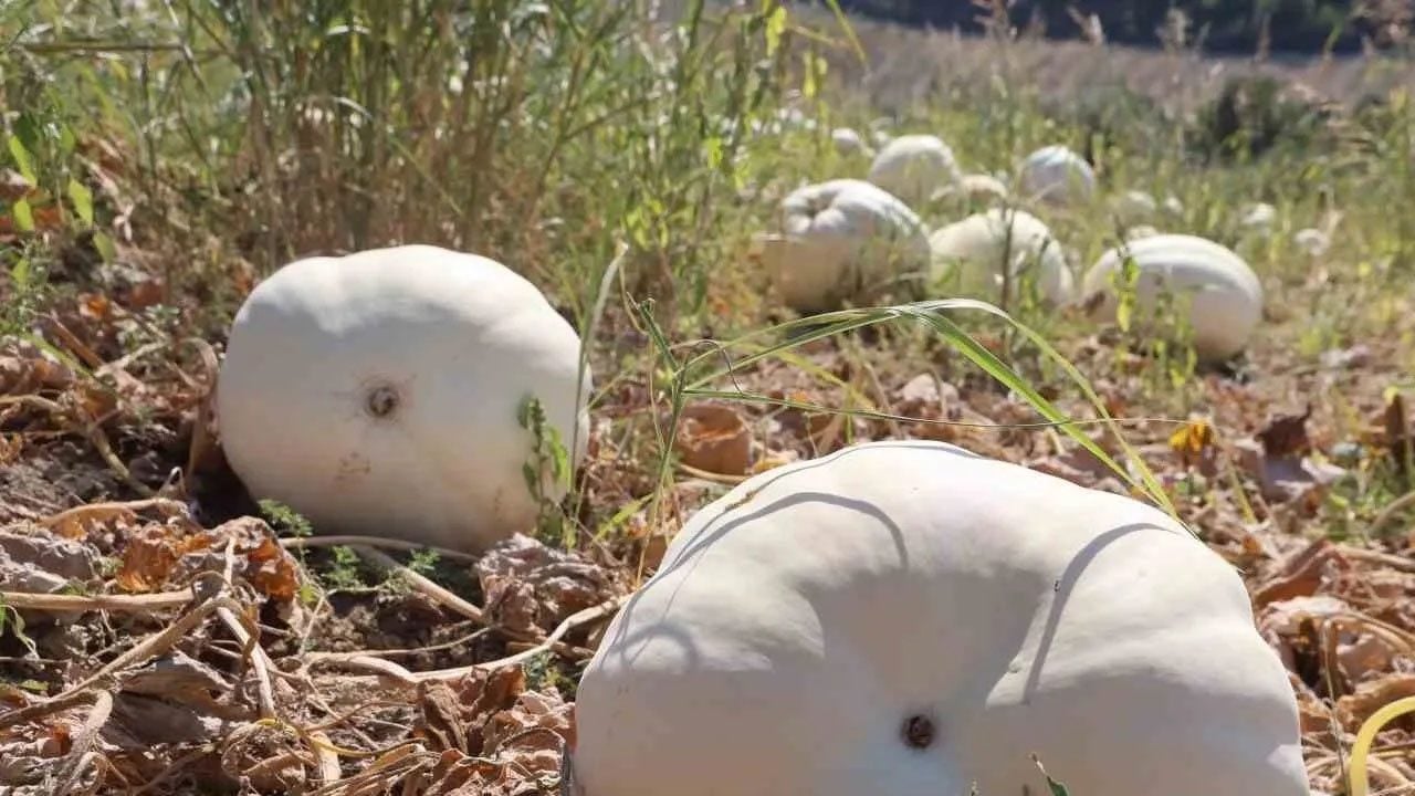 Tarlada bekledikçe daha da tatlanıyor: Beyaz kabakta hasat başladı! Tanesi 30 kiloya kadar çıkıyor