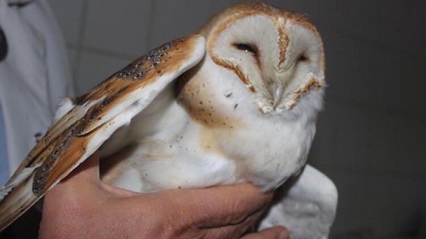 Foto - Tarlada çalışırken gördü! Manisa’da ortaya çıktı