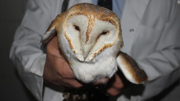 Foto - Tarlada çalışırken gördü! Manisa’da ortaya çıktı