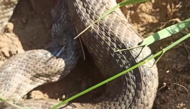 Foto - Tarlada ot biçerken zehirli 'koca engerek' gördüler