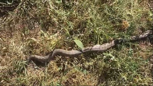 Foto - Tarlada ot biçerken zehirli 'koca engerek' gördüler