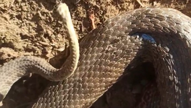 Tarlada ot biçerken zehirli 'koca engerek' gördüler